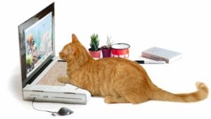 cat-desktop-peenerpet
